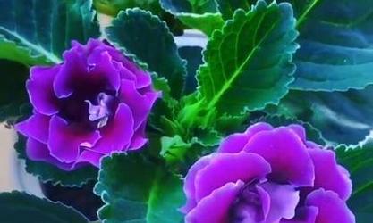 芙蓉花的养殖环境和管理要点是什么？如何延长花期？