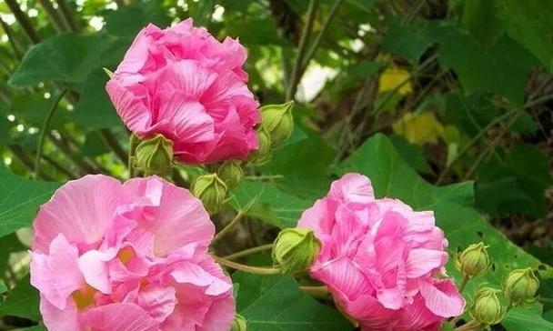 芙蓉花的养殖环境和管理要点是什么？如何延长花期？