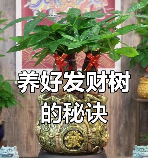 招财树浇水的正确方法是什么？