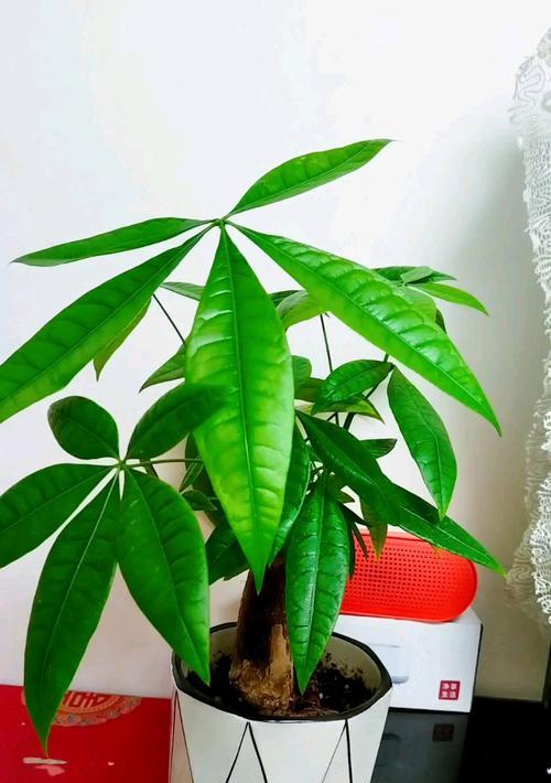 招财树浇水的正确方法是什么？