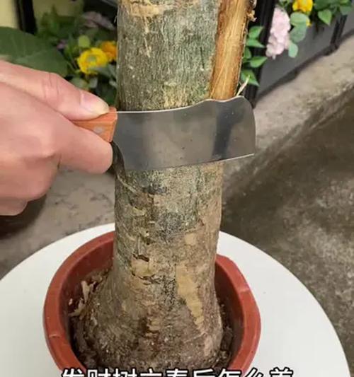 招财树浇水的正确方法是什么？