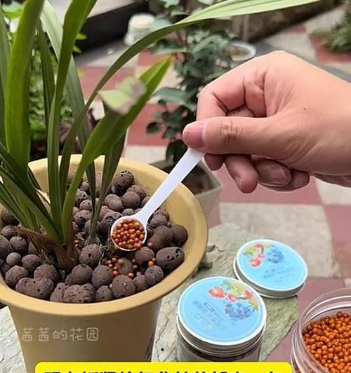 兰花不开花怎么办？养兰花的正确方法是什么？