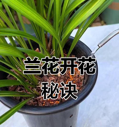 兰花不开花怎么办？养兰花的正确方法是什么？