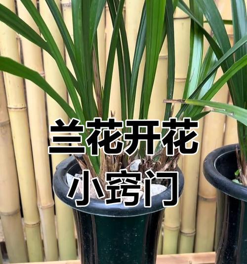 兰花不开花怎么办？养兰花的正确方法是什么？