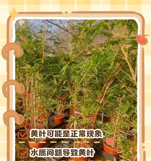 对红叶子发黄的可能原因及处理方法是什么？