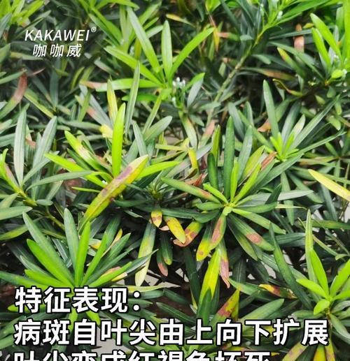 对红叶子发黄的可能原因及处理方法是什么？