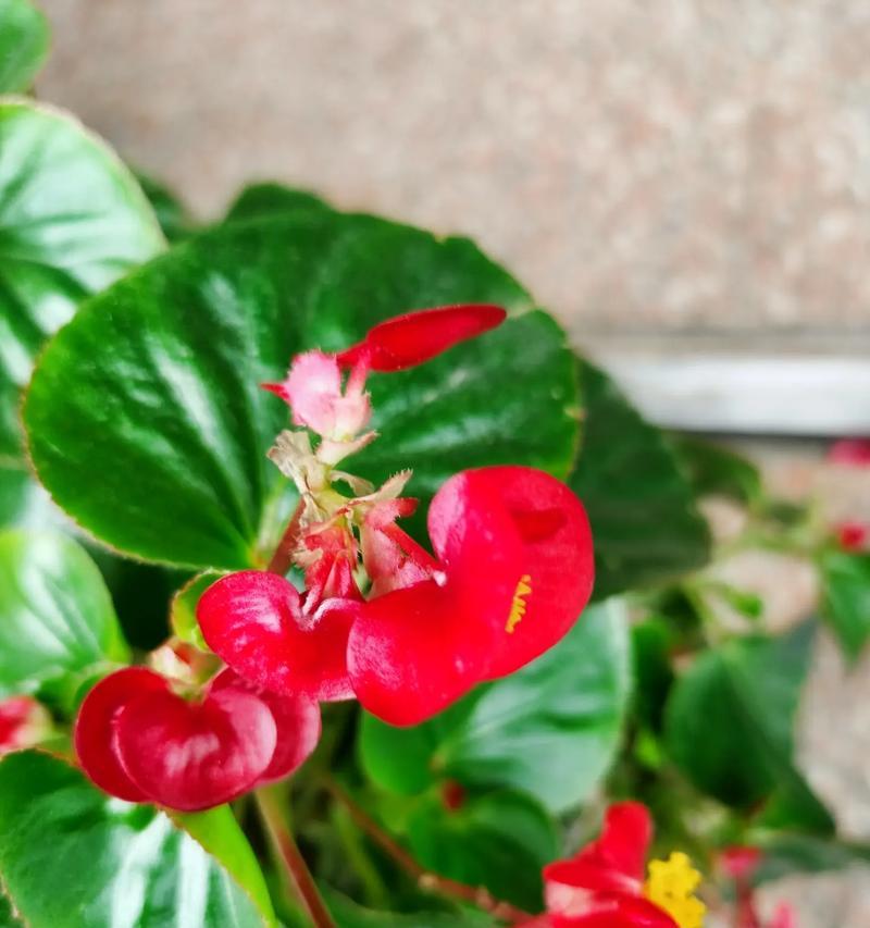 冬天还有什么花？冬季开花植物有哪些推荐？
