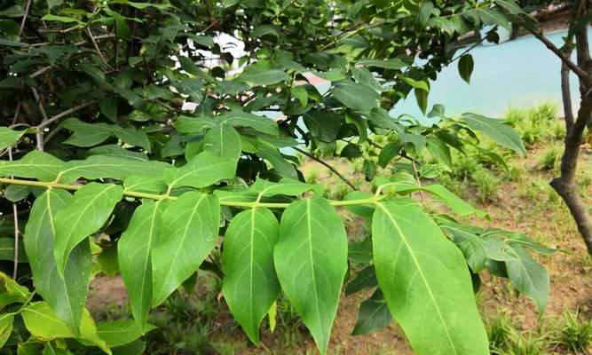 紫心植物的养殖技巧和常见问题解答？