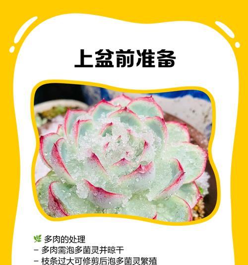 紫心植物的养殖技巧和常见问题解答？