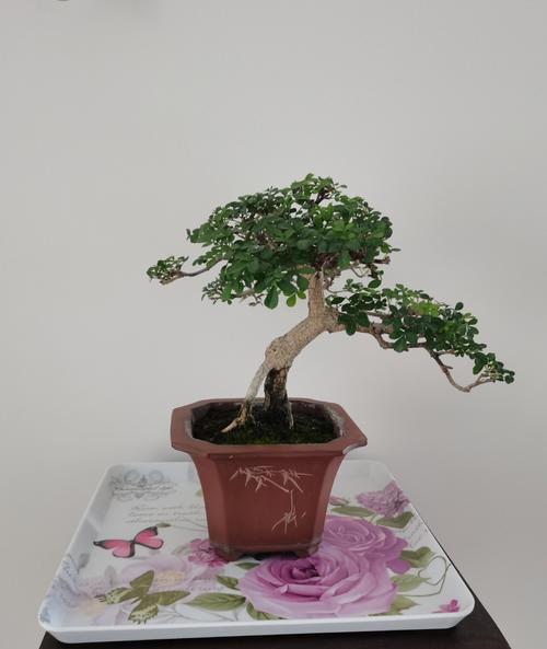 对节白蜡复活的方法有哪些？怎样恢复其生机？