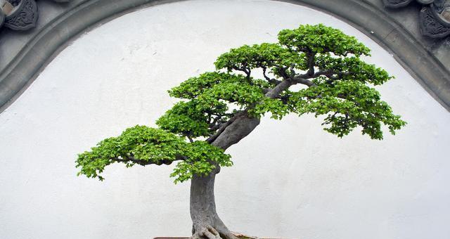 对节白蜡复活的方法有哪些？怎样恢复其生机？