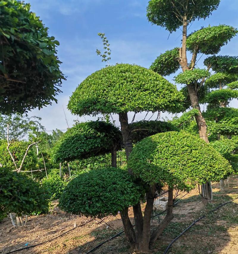 对节白蜡复活的方法有哪些？怎样恢复其生机？