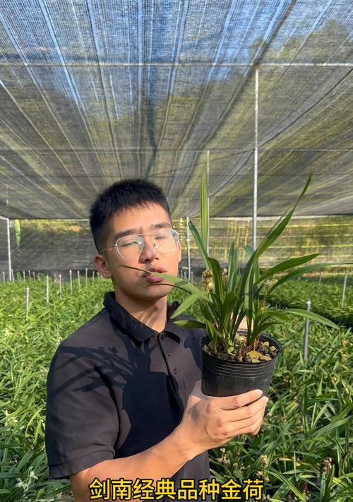 金荷兰花的养护要点有哪些？
