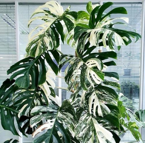 家庭适合养什么植物？哪些植物适合室内养殖？