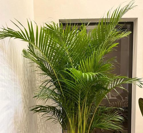 家庭适合养什么植物？哪些植物适合室内养殖？