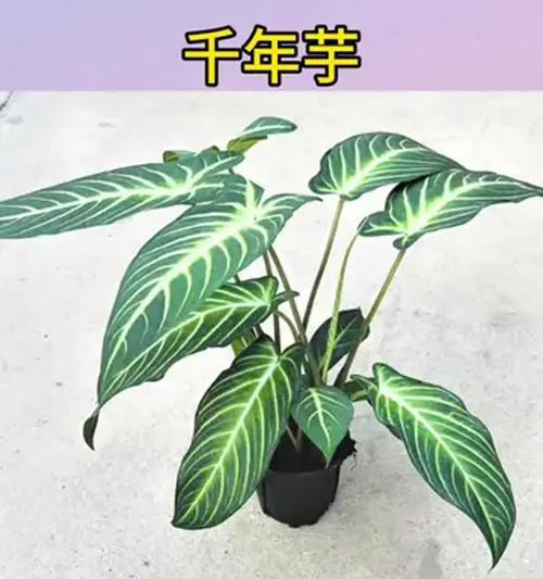 家庭适合养什么植物？哪些植物适合室内养殖？