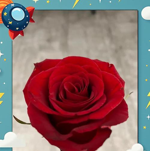 玫瑰花束的养护和保鲜技巧？