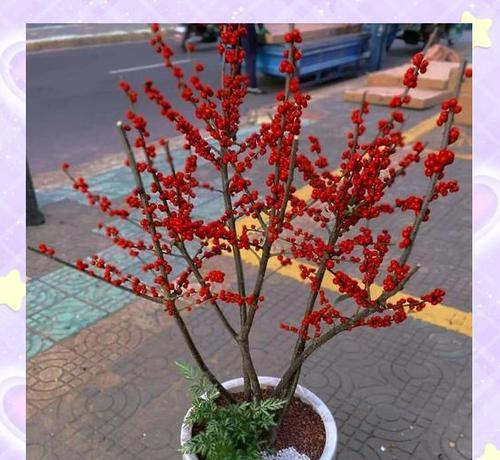 哪些花卉不耐寒？如何在冬季保护它们？