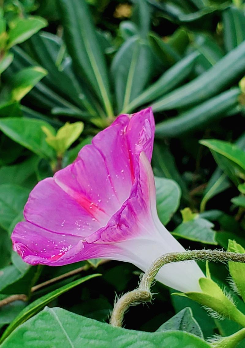 哪种植物会开喇叭形状的花？喇叭花植物有哪些？