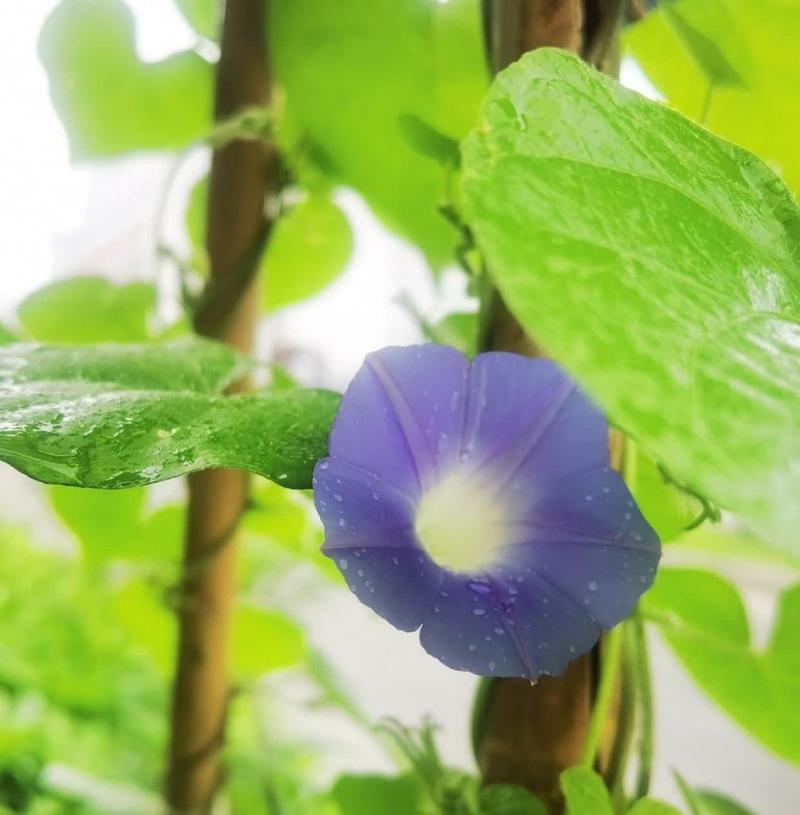 哪种植物会开喇叭形状的花？喇叭花植物有哪些？