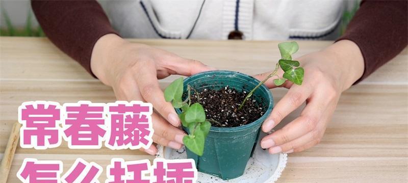 长春藤的养殖方法是什么？