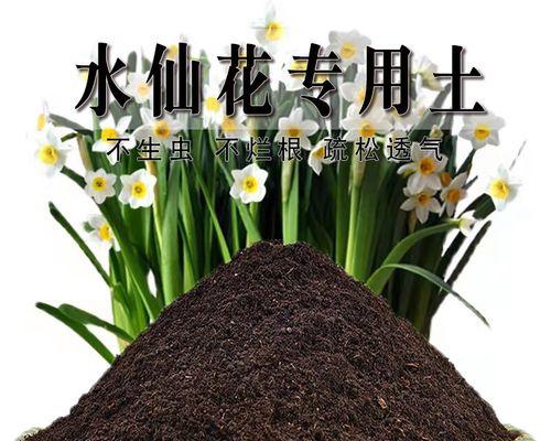水仙的施肥方法是什么？如何保证水仙的健康生长？