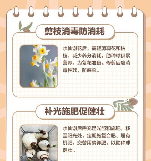 水仙的施肥方法是什么？如何保证水仙的健康生长？