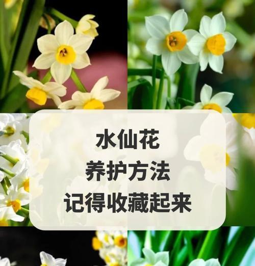 水仙的施肥方法是什么？如何保证水仙的健康生长？