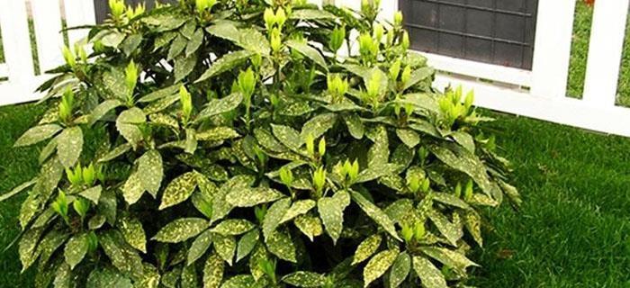 膨珊瑚植物有哪些益处？