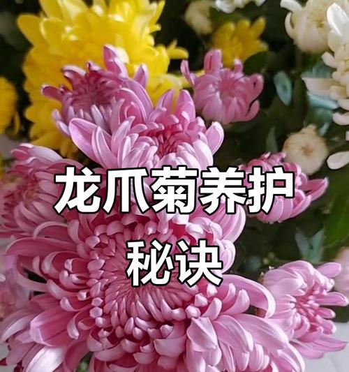 鲜花种植技巧有哪些？如何确保鲜花茁壮成长？