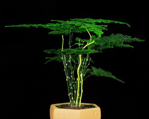 文竹盆景的制作步骤是什么？如何打造美观的文竹盆景？