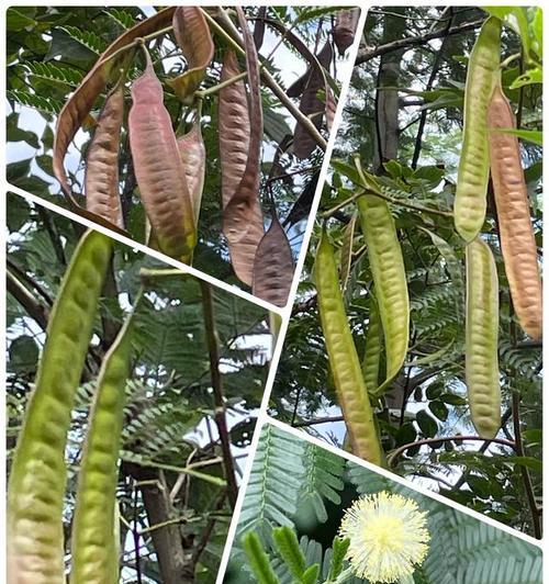 合欢树的外观特征是什么？它适合种植在哪些地方？