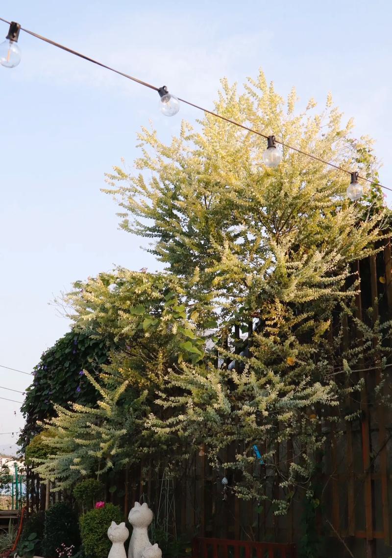 合欢树的外观特征是什么？它适合种植在哪些地方？