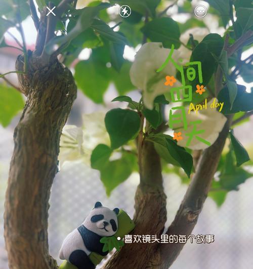 青苔的繁殖方法有哪些？怎样保持其生长旺盛？