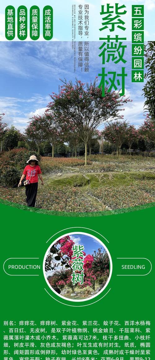 紫薇树种植方法是什么？如何确保其健康成长？