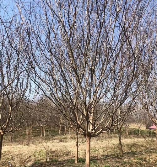 紫薇树种植方法是什么？如何确保其健康成长？