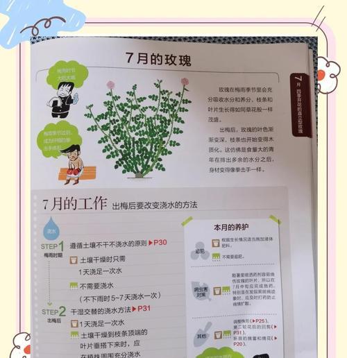 月季浇水的正确方式是什么？