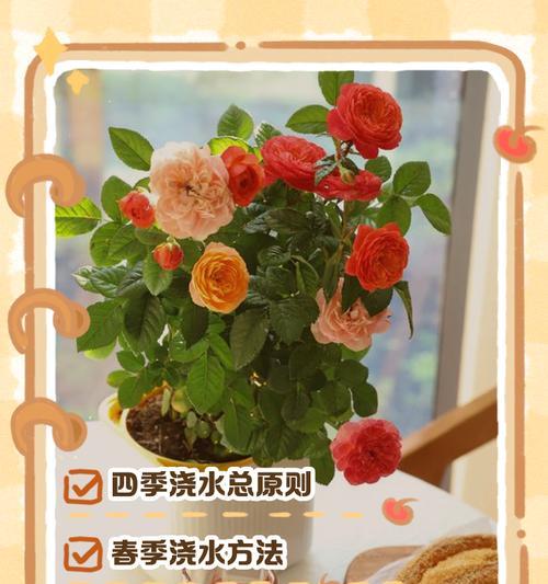 月季浇水的正确方式是什么？