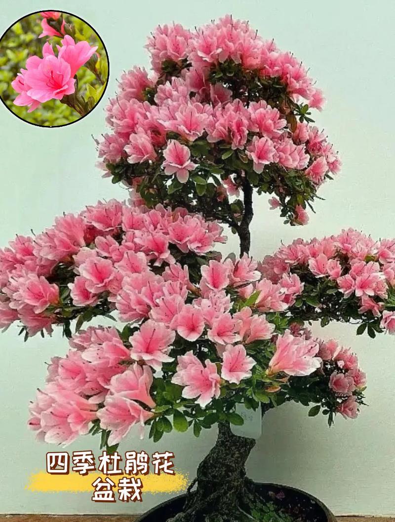 什么是杜鹃花？杜鹃花的种类和养护方法是什么？