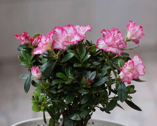 什么是杜鹃花？杜鹃花的种类和养护方法是什么？