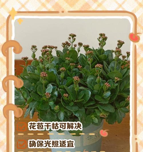 花为什么会枯萎？如何预防和处理花卉枯萎问题？
