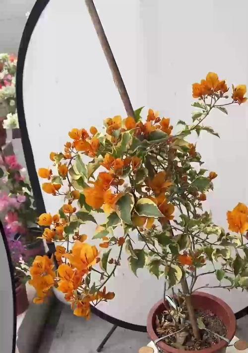 花为什么会枯萎？如何预防和处理花卉枯萎问题？
