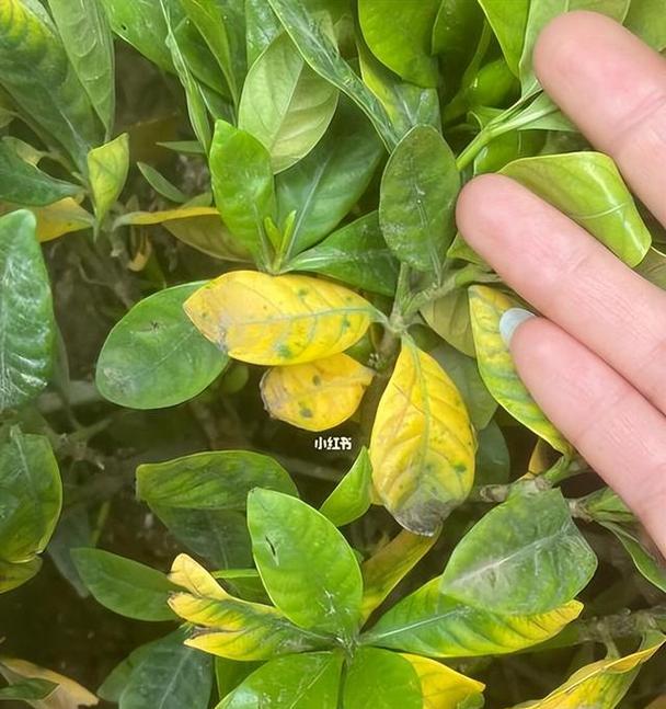 花为什么会枯萎？如何预防和处理花卉枯萎问题？