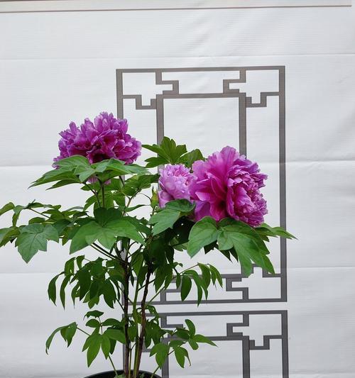 牡丹花的养殖技巧有哪些？