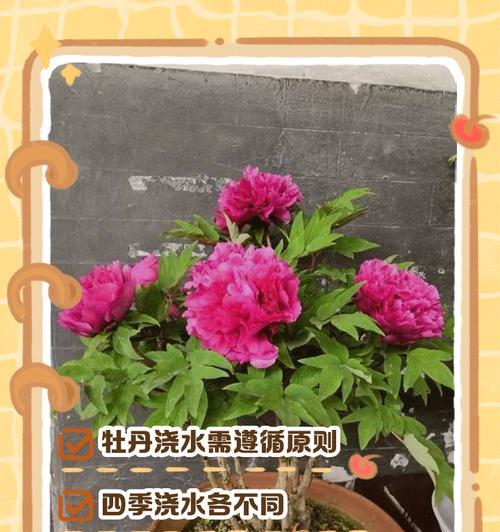 牡丹花的养殖技巧有哪些？