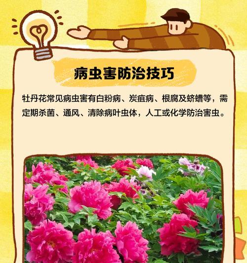 牡丹花的养殖技巧有哪些？