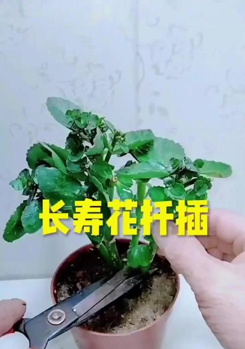 插花怎么保鲜？延长插花寿命的秘诀是什么？