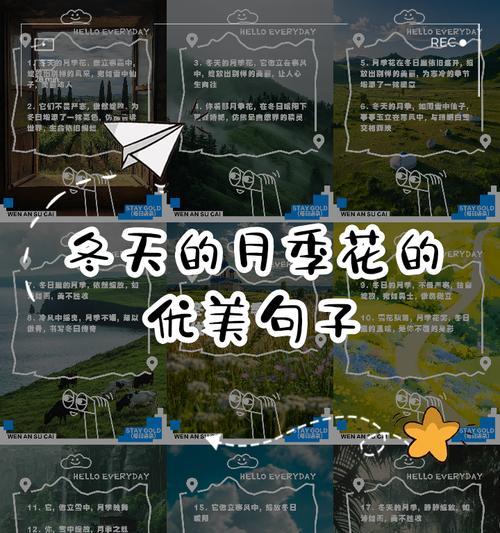 冬季月季花的养护要点和注意事项是什么？
