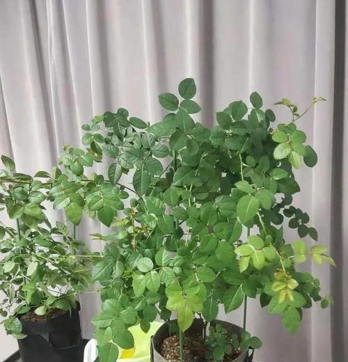 冬季月季花的养护要点和注意事项是什么？
