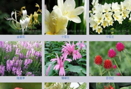 花的品种有哪些寓意？